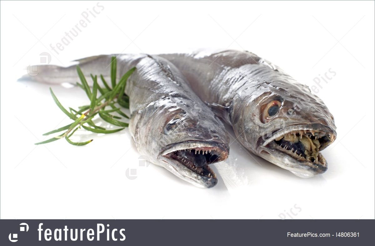 Европейский хек европейская мерлуза