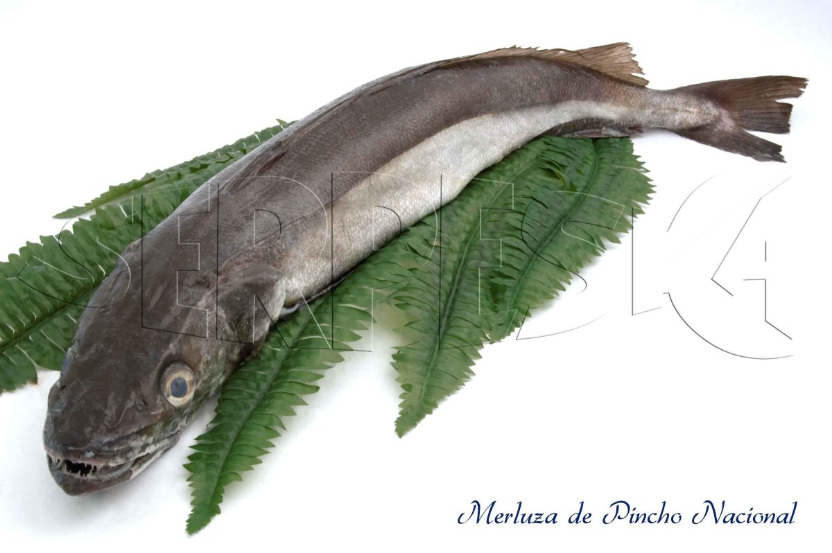 Европейский хек европейская мерлуза