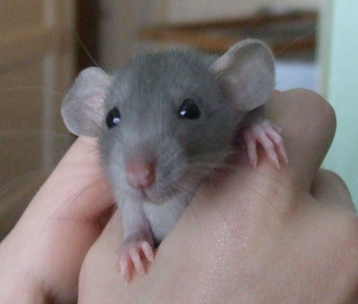 Смешные крысы