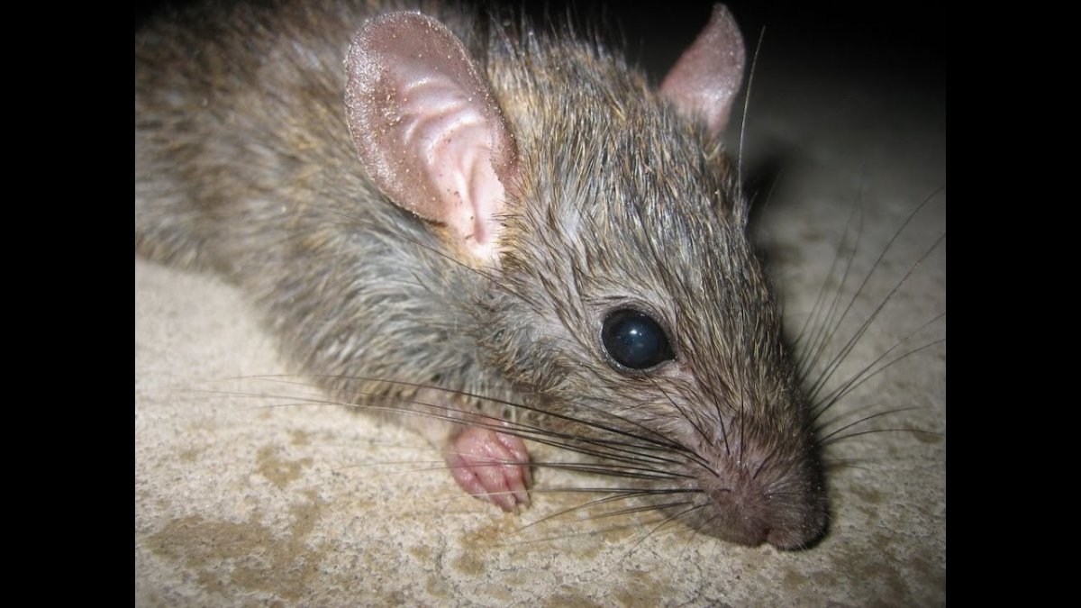 Декоративная крыса Дамбо