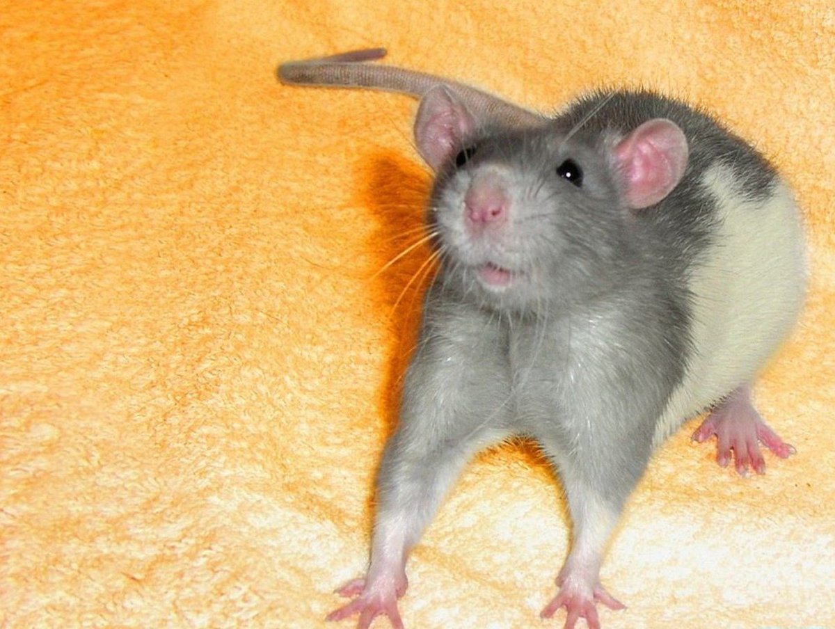 Щур крыса