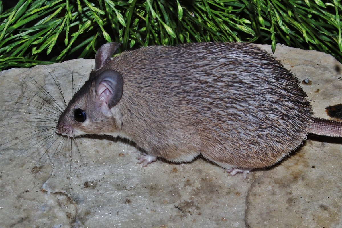 Смешная мышь