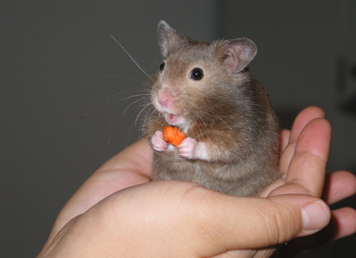 Крыса и вомбат