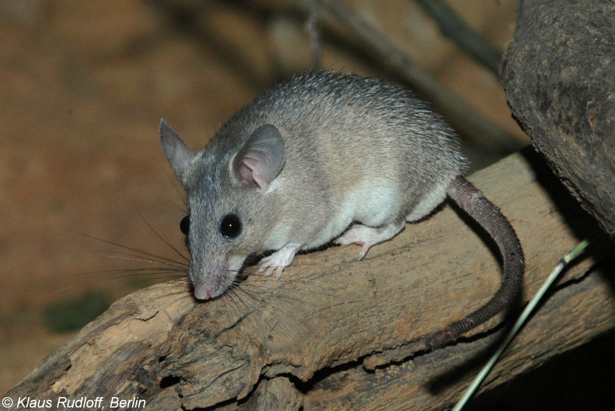 Домовая мышь