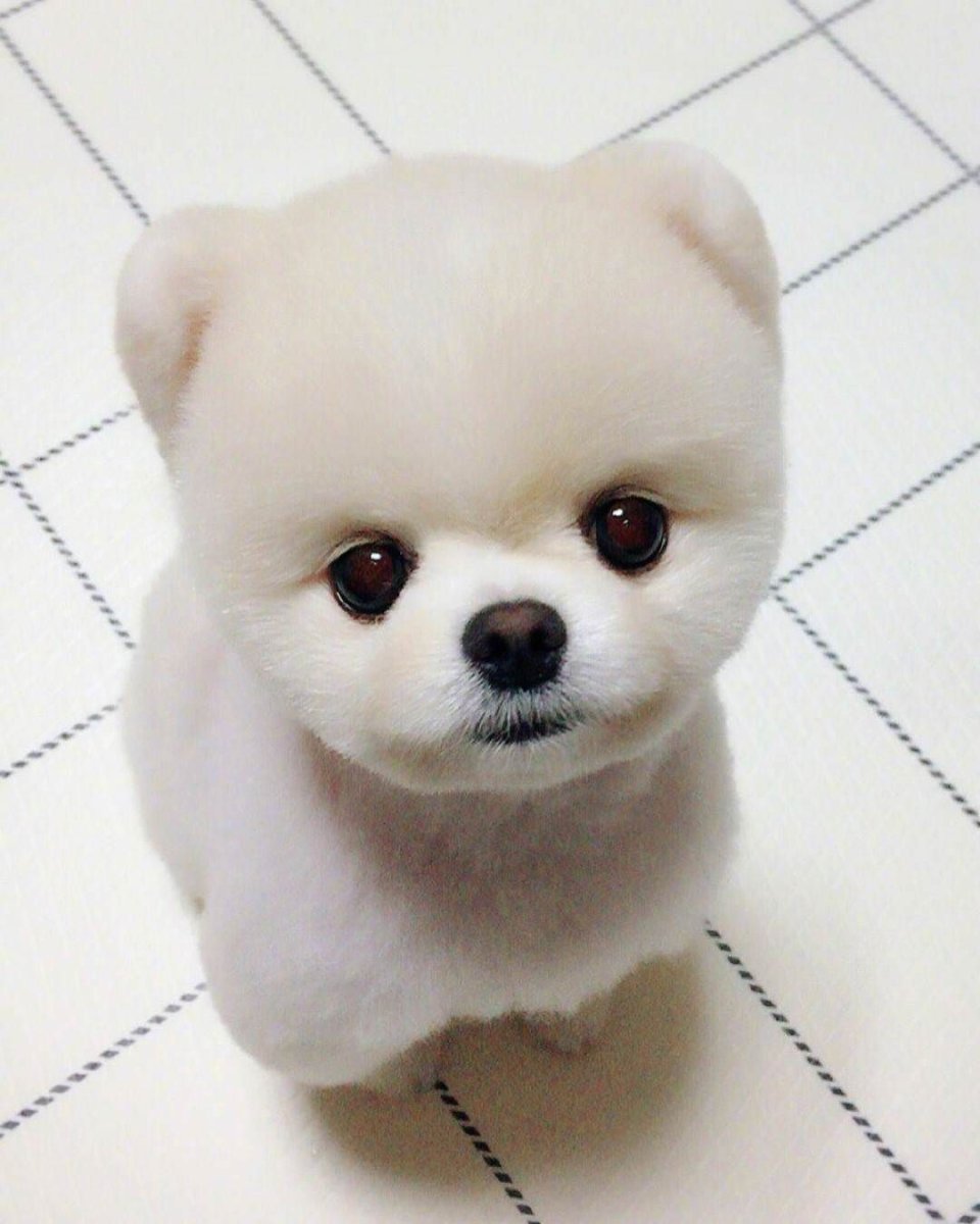 Лайка самоед маленькая