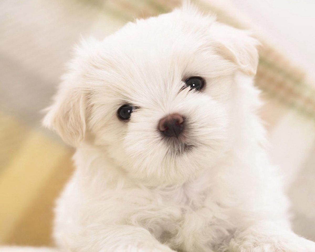 Мальтийская болонка Aurora