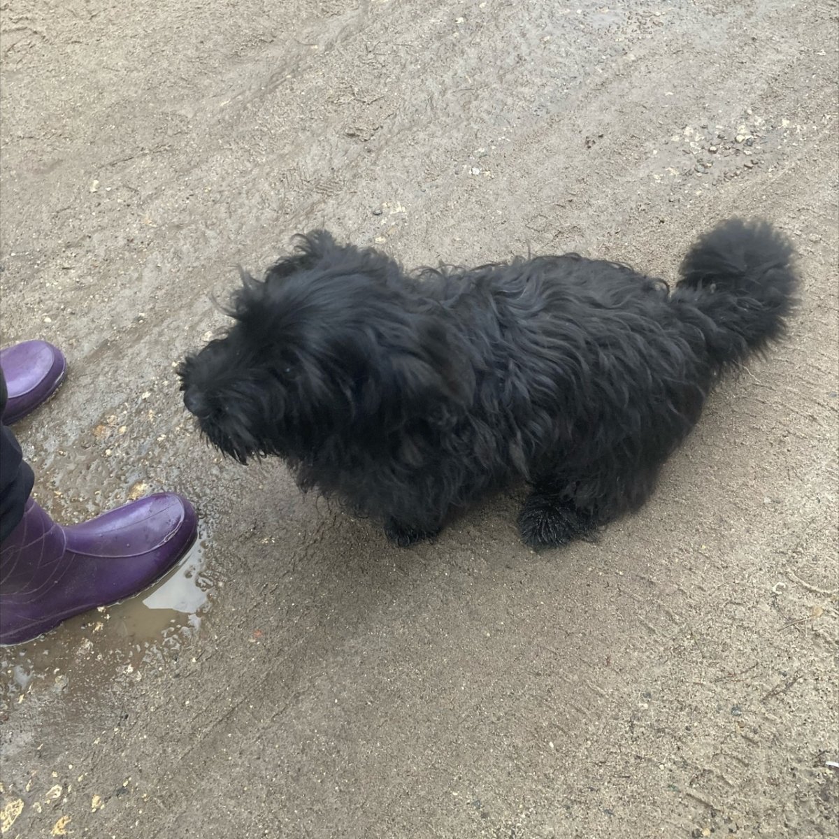 Шпиц померанский карликовый белый