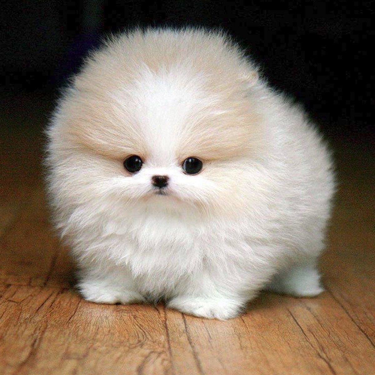 Мальтийская болонка серая