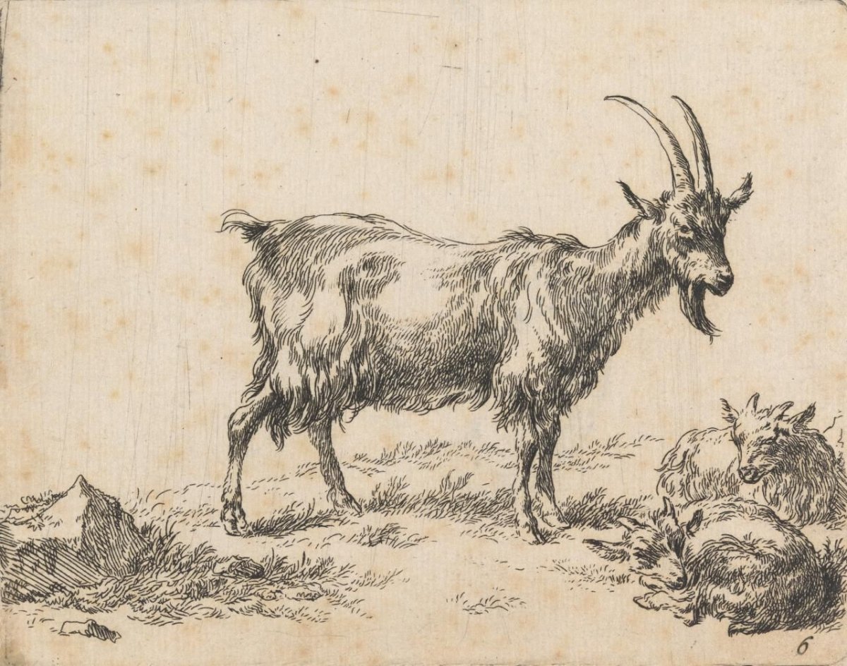 Наброски козы