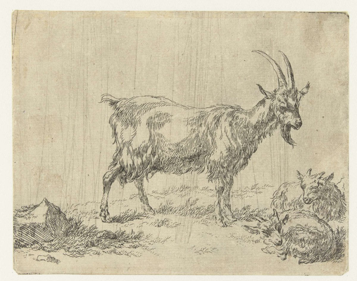 Наброски козы