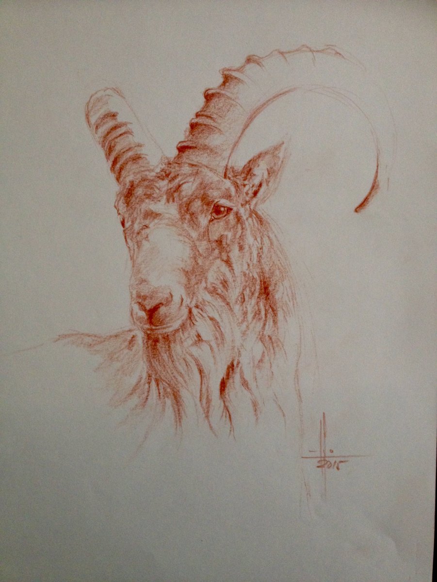 Коза эскиз