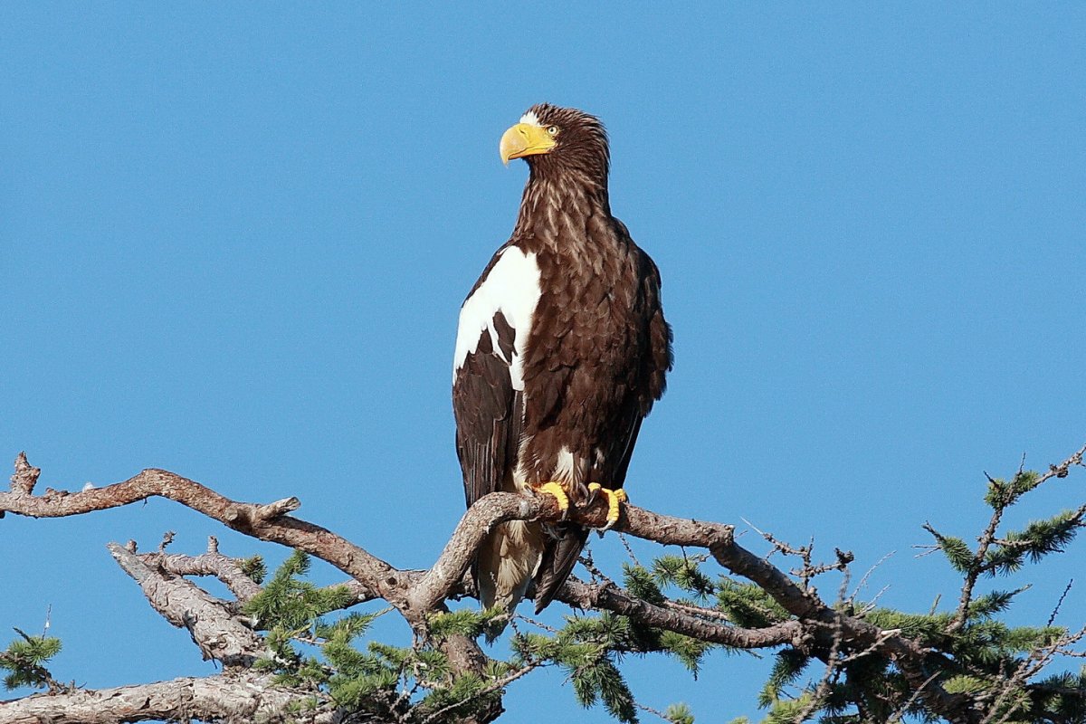 Белоплечий Орлан