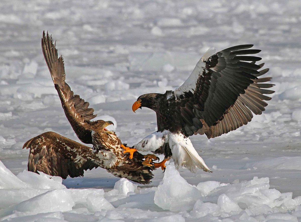 Белоголовый Орлан Камчатка