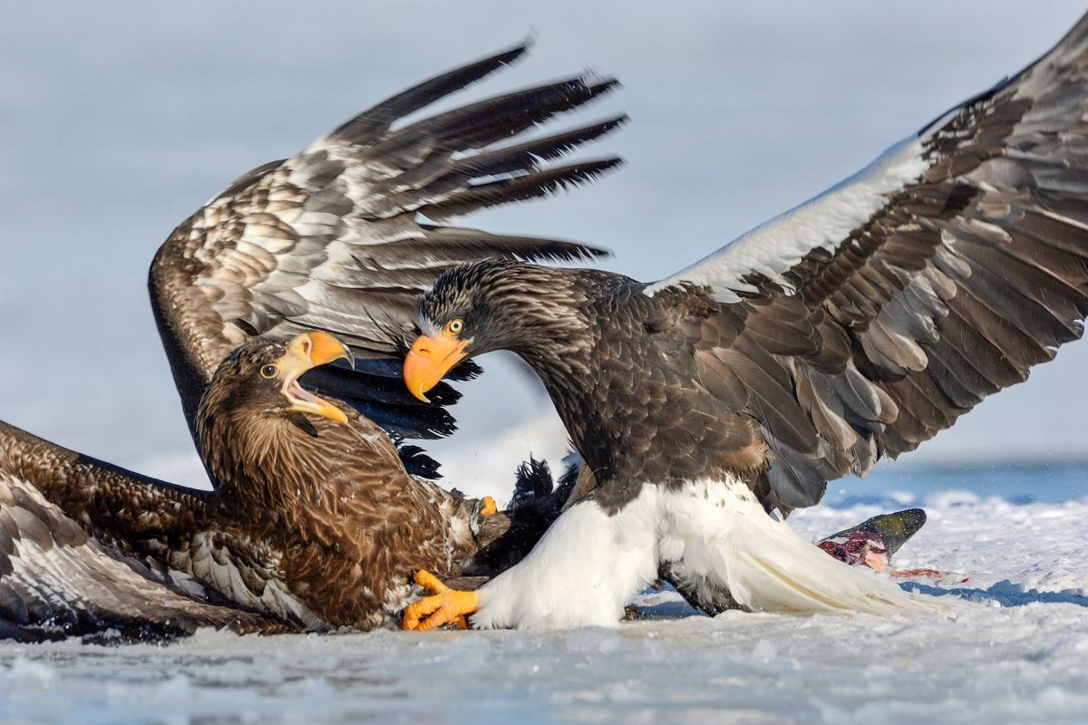 Белоплечий Орлан