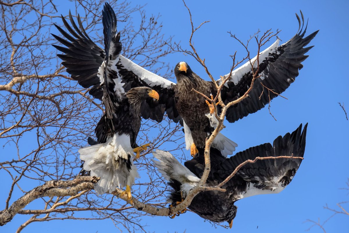 Белоплечий Орлан гнездо