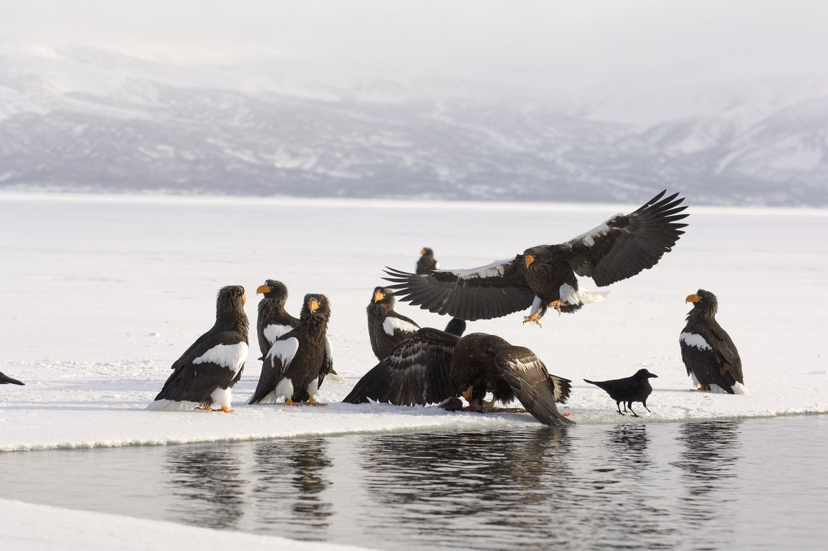 Белогрудый Орлан Приморский край