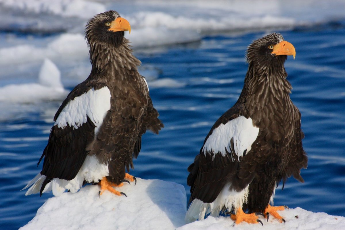 Белоплечий Орлан Камчатка