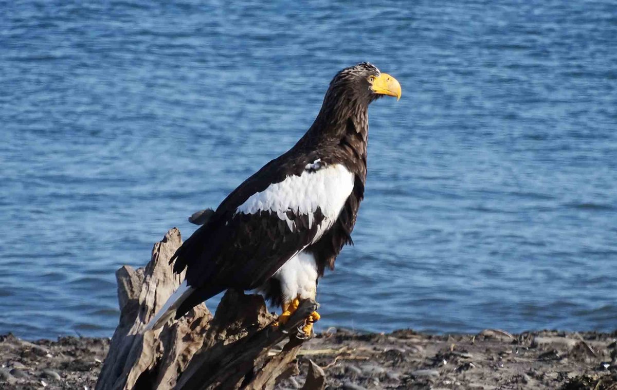 Орлан Приморский край