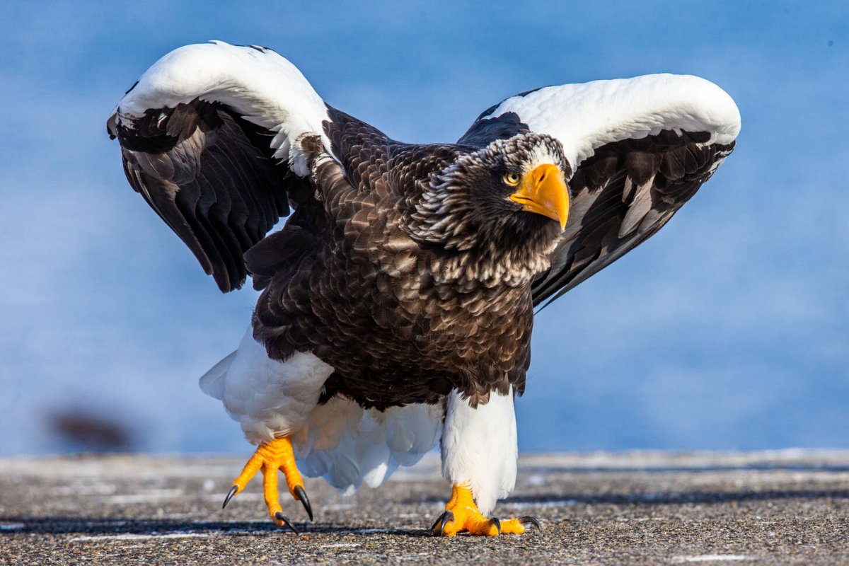 Запишите краснокнижных животных и птиц Молдовы.