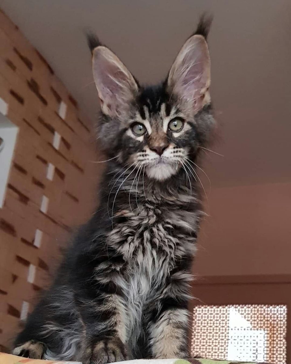 Метис кошка Мейн кун