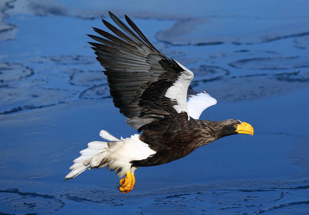 Белоплечий Орлан