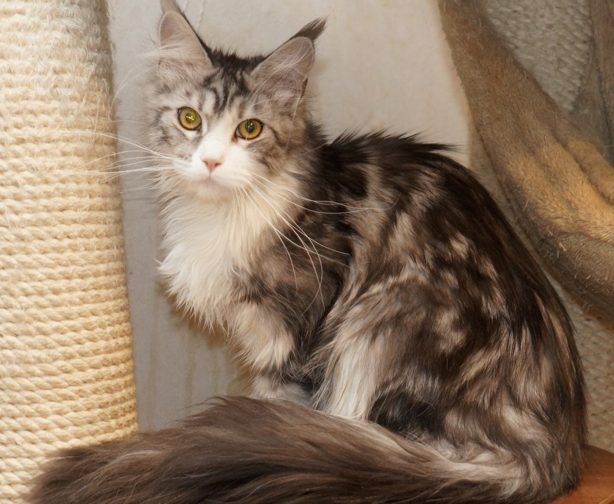 Котята Мейн кун метисы