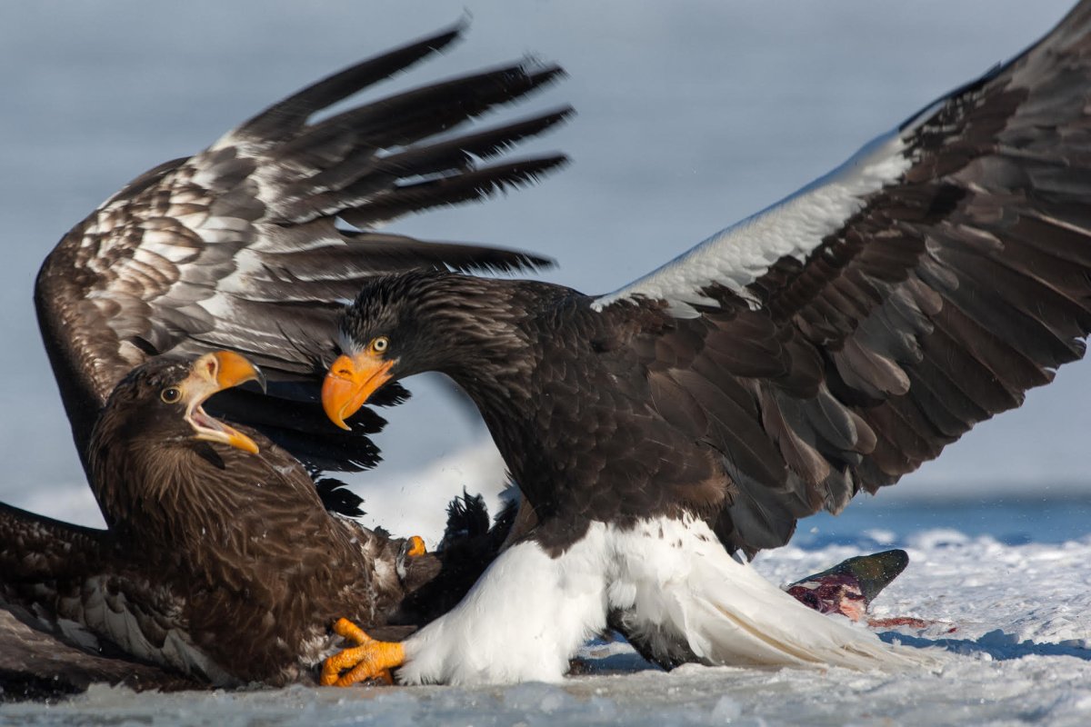 Черный Орлан