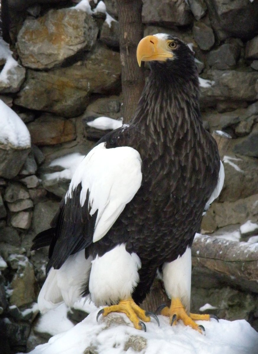 Белоголовый Орлан самка