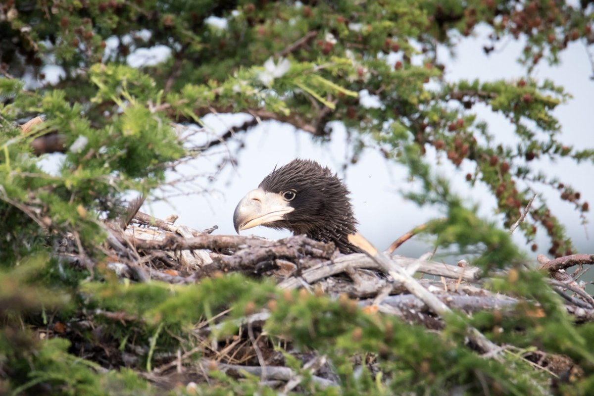 Белоплечий Орлан анфас