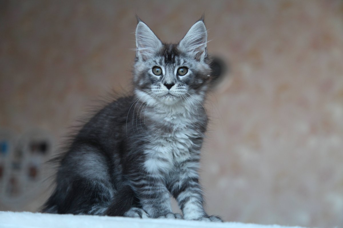 Манчкин Мейн кун помесь