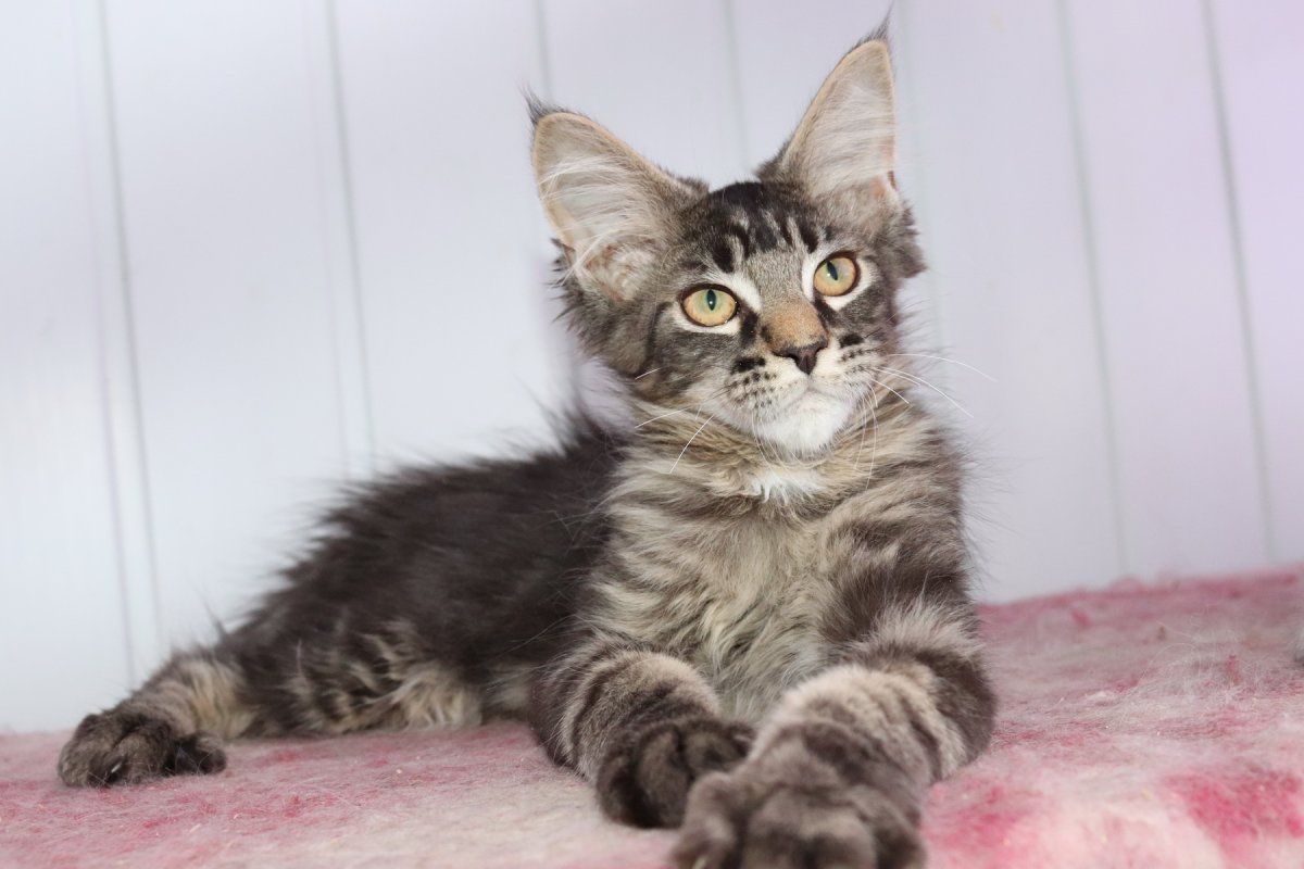 Метис Мейн куна и обычной кошки