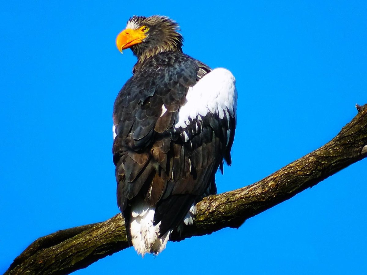 Белоплечий Орлан