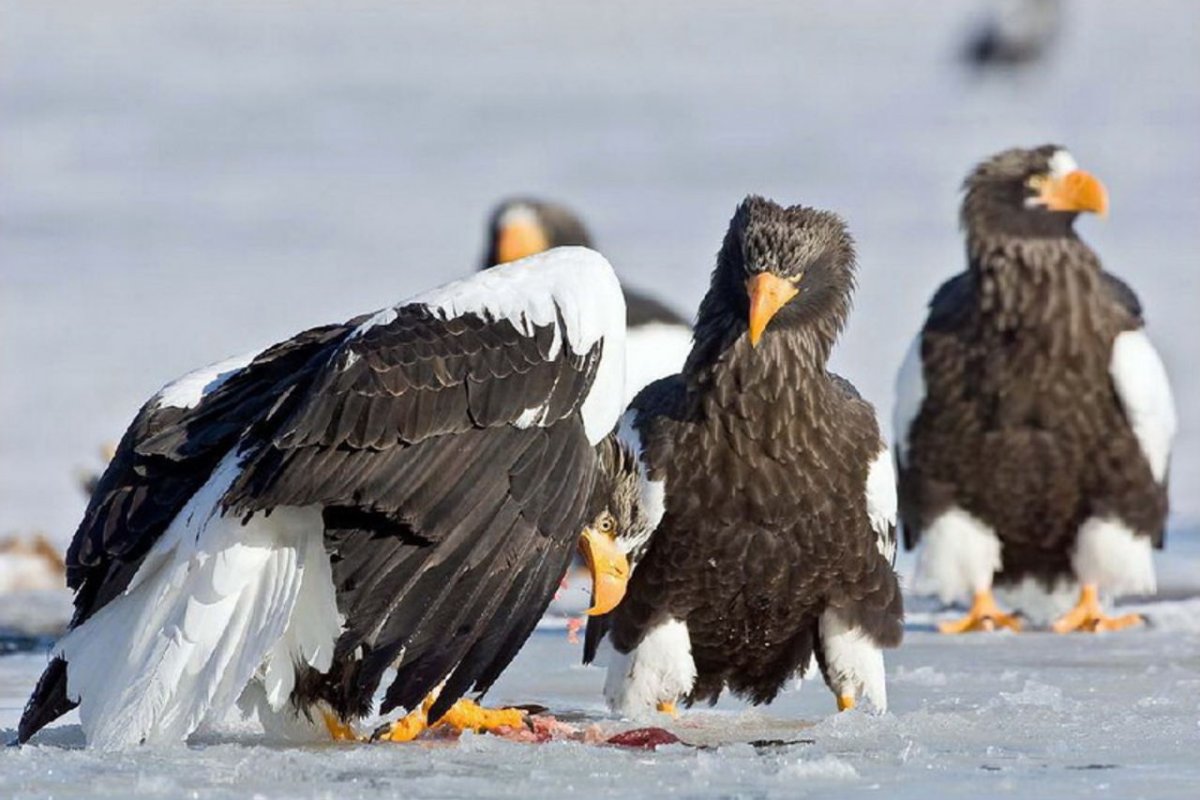 Японский Орел фото