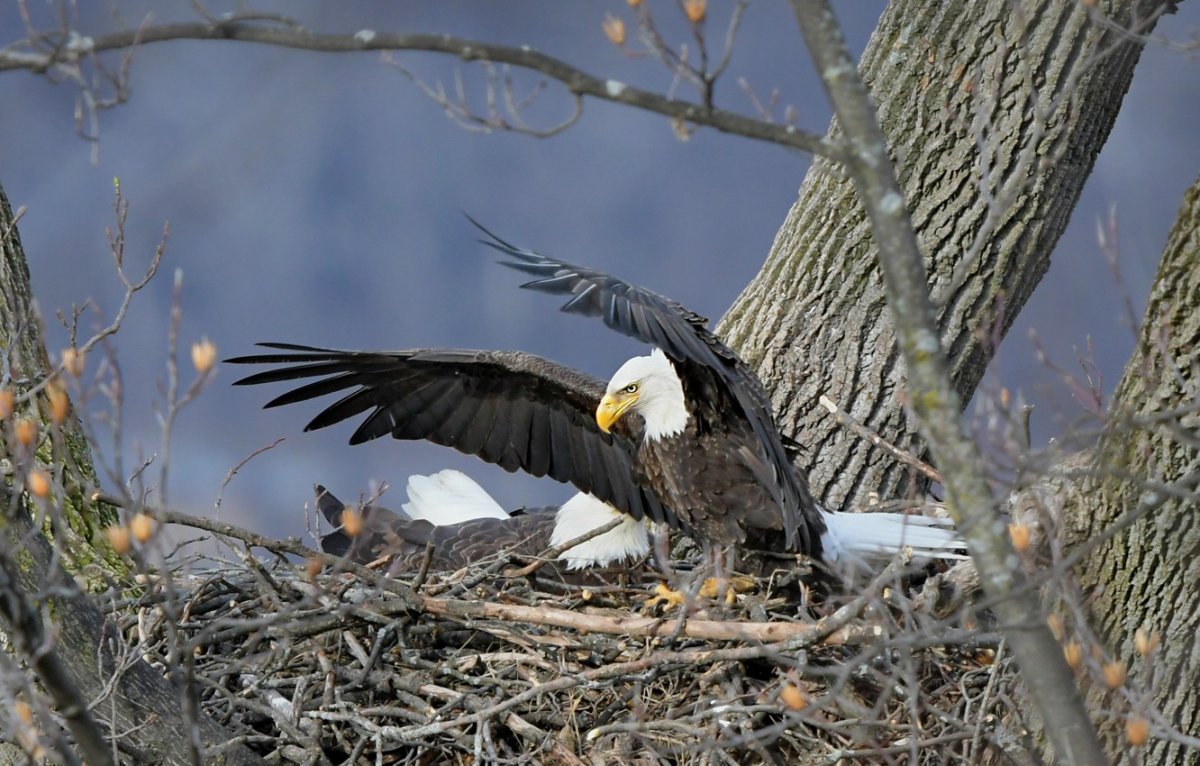 Птенцы белоплечего орлана