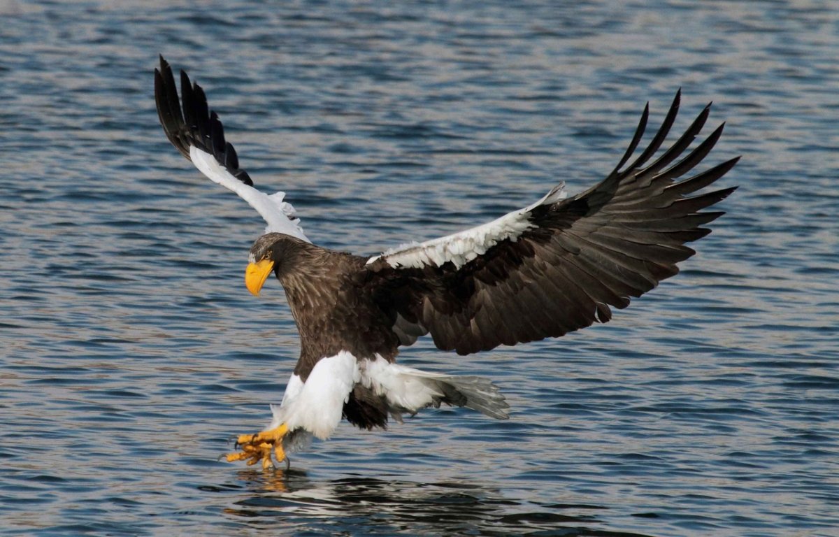 Белоплечий Орлан