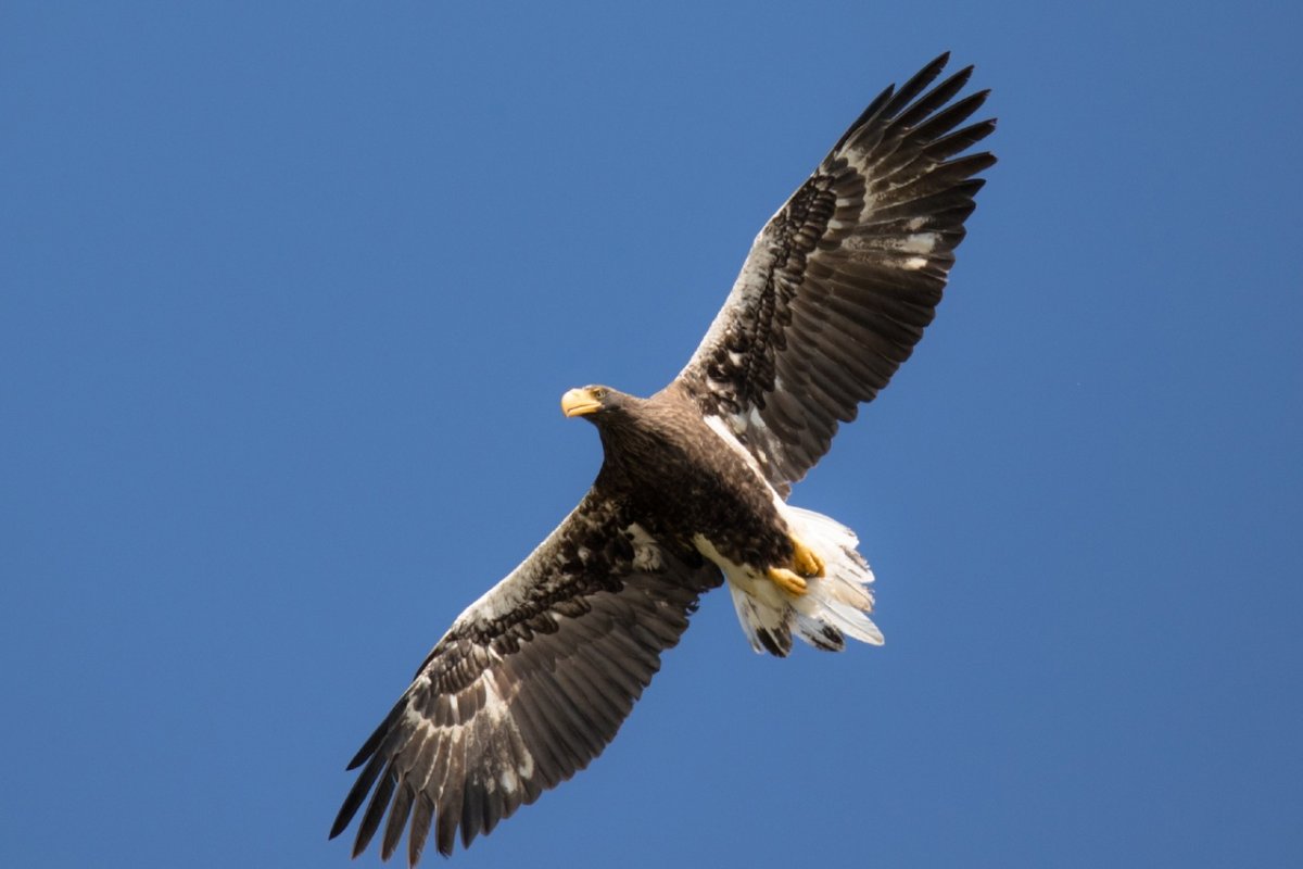 Белоплечий Орлан дальнего Востока