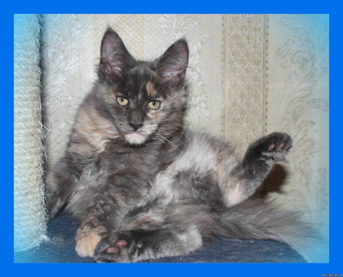 Британский Мейн кун