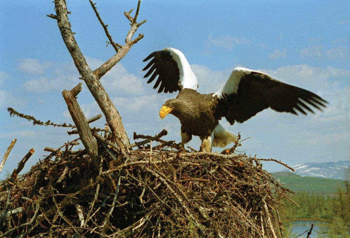 Хищные птицы Орлан белоплечий