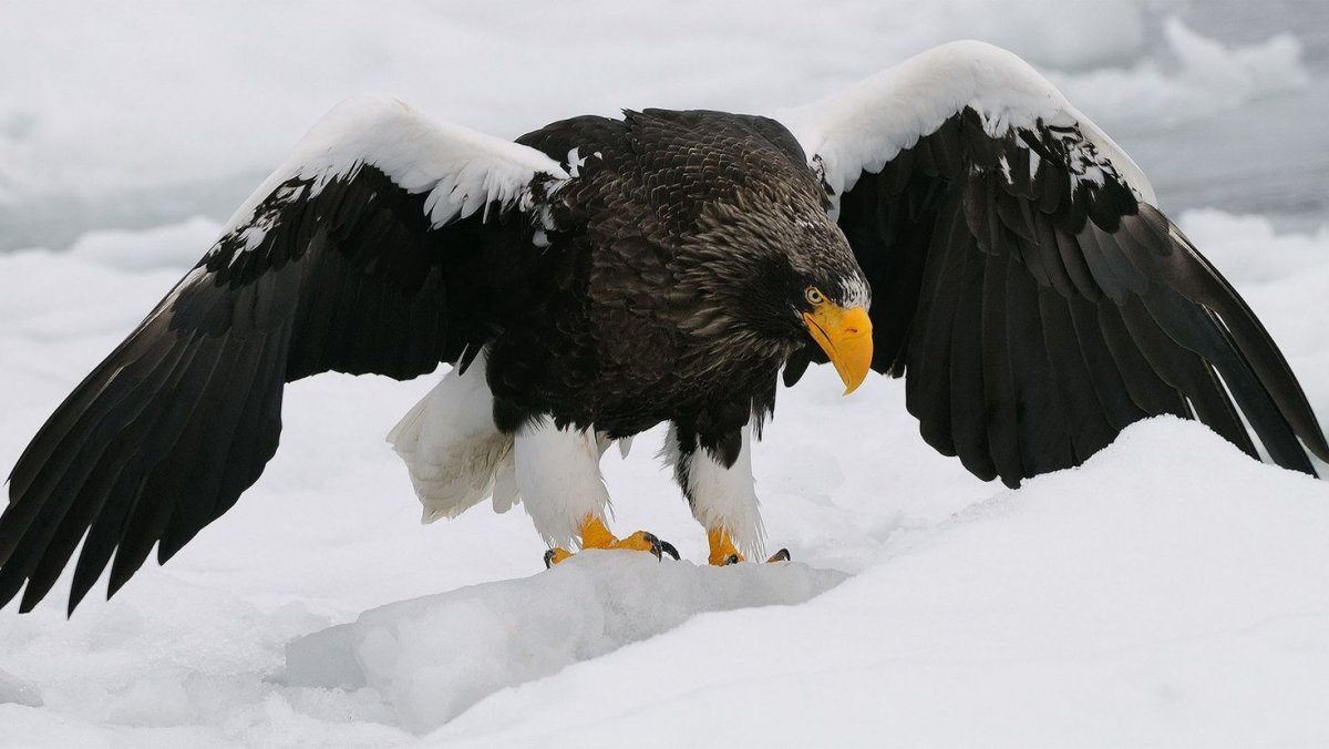 Steller's Sea Eagle Sunset