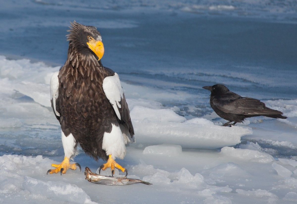 Белоплечий Орлан Камчатка