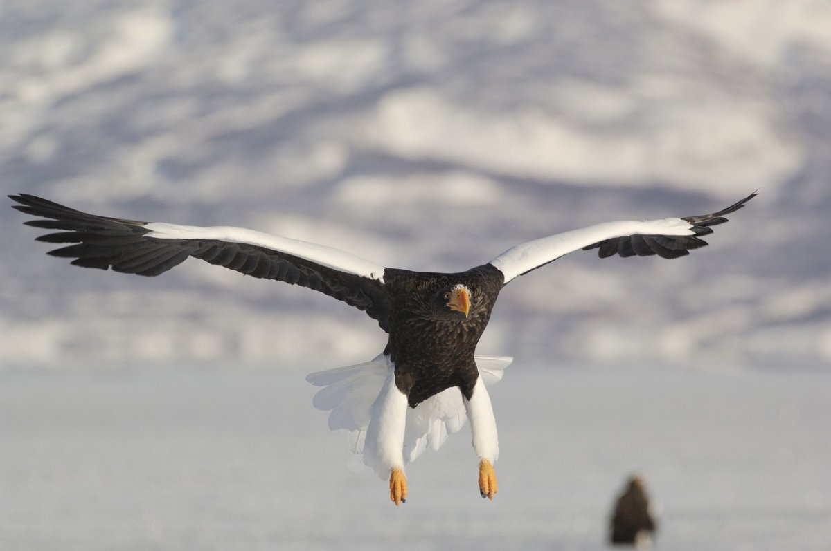 Белоплечий Орлан