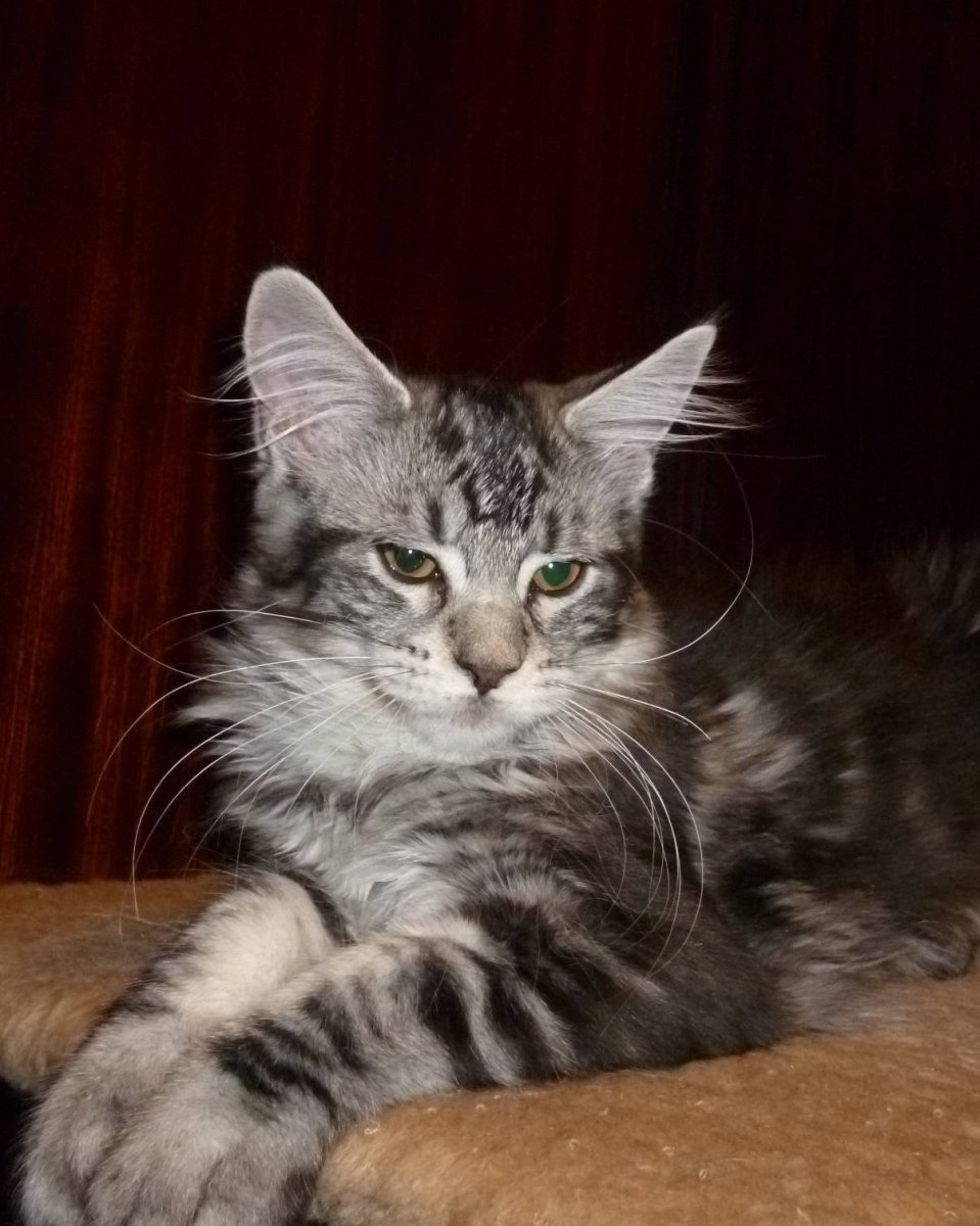 Котята помесь с Мейн куном