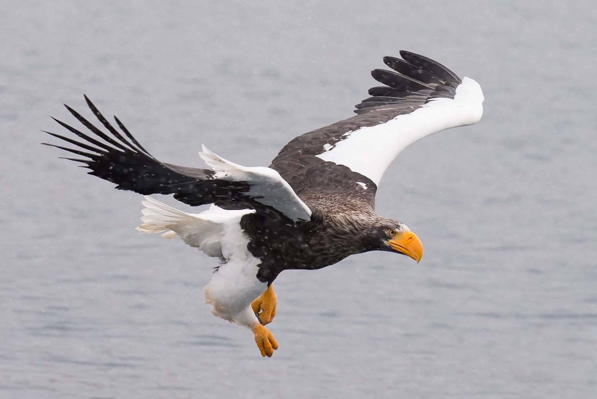 Белоплечий Орлан Камчатка