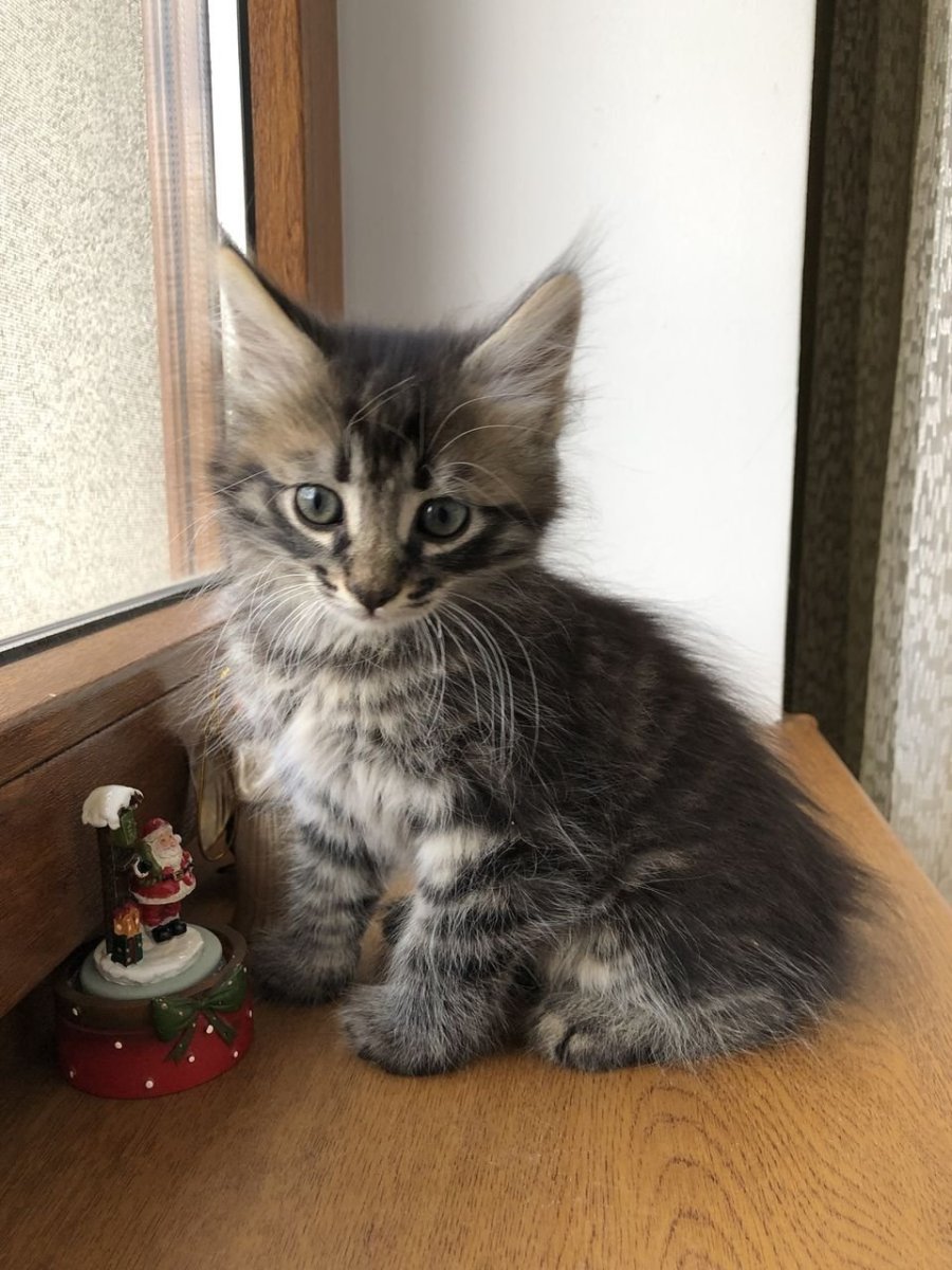 Кот метис Мейн куна