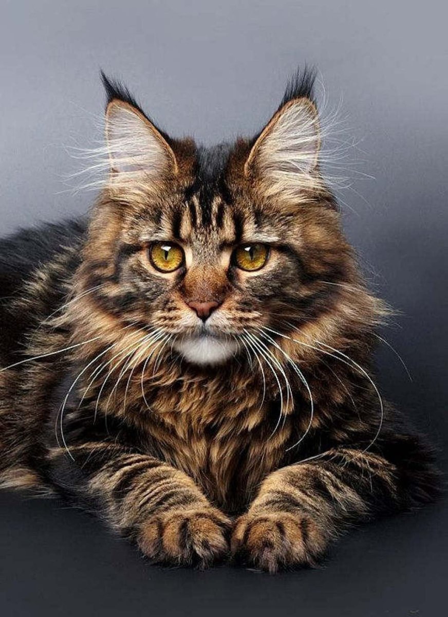 Кошка Мейн кун