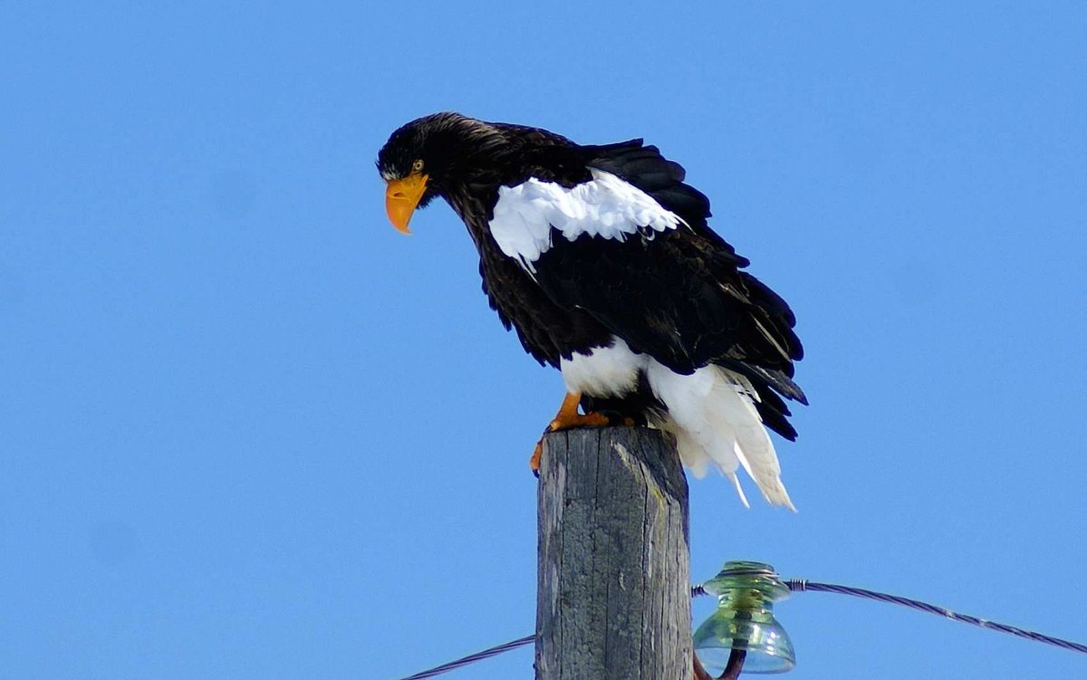 Белоплечий Орлан Камчатка