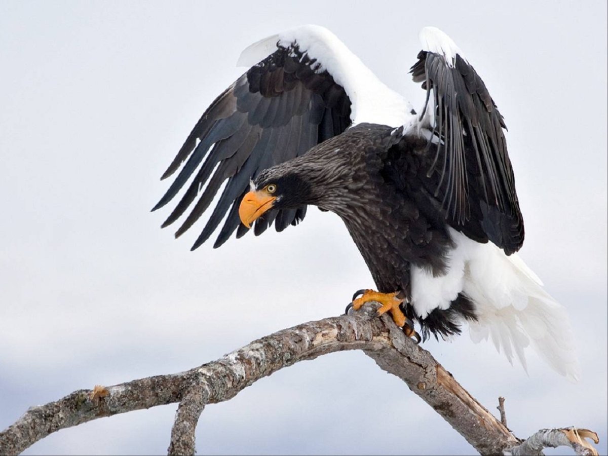 Белоплечий Орлан снег