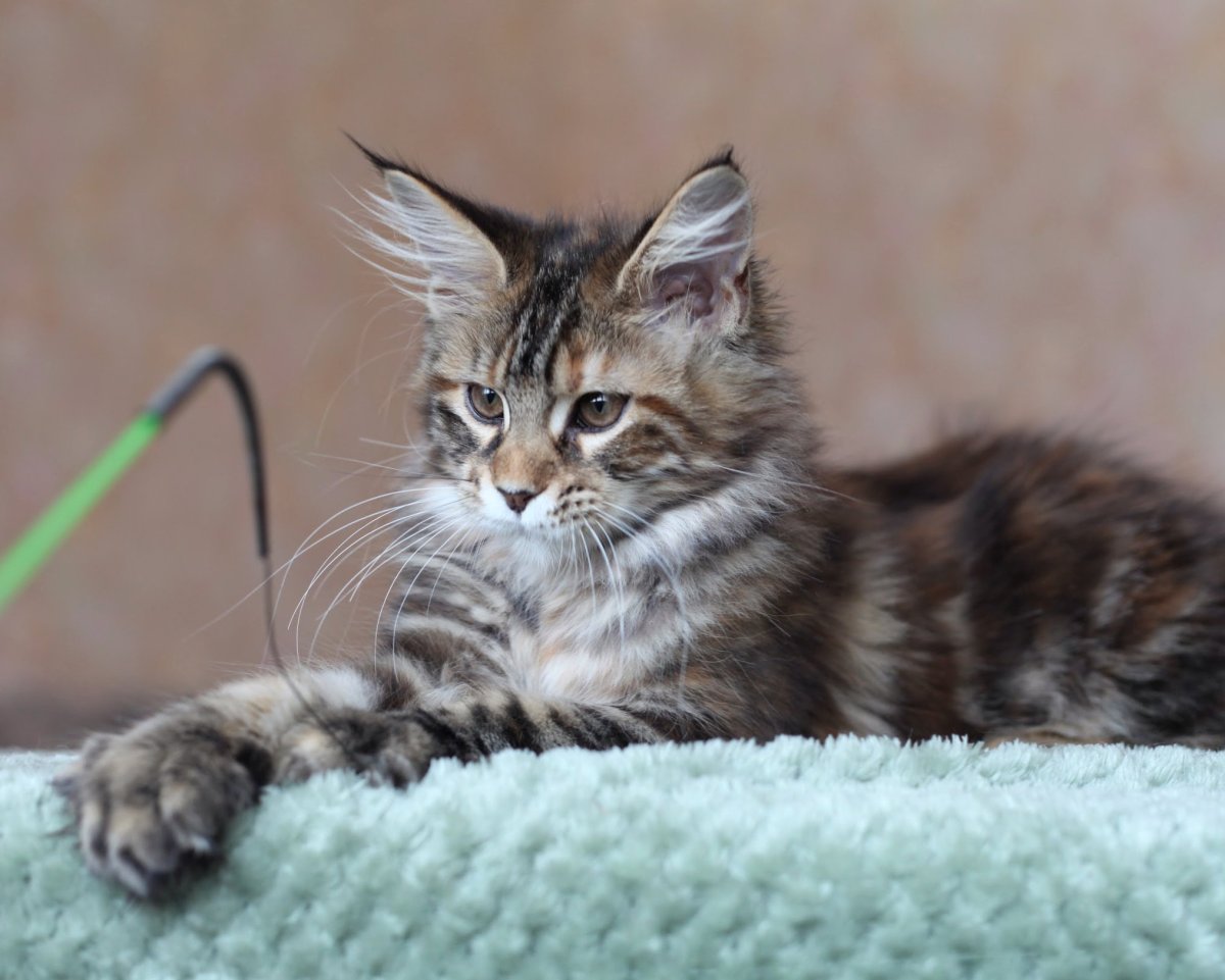 Silver tabby Maine Coon Cat