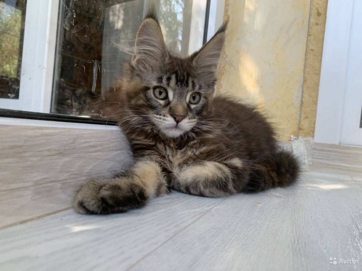 Помесь Мейн куна и британца