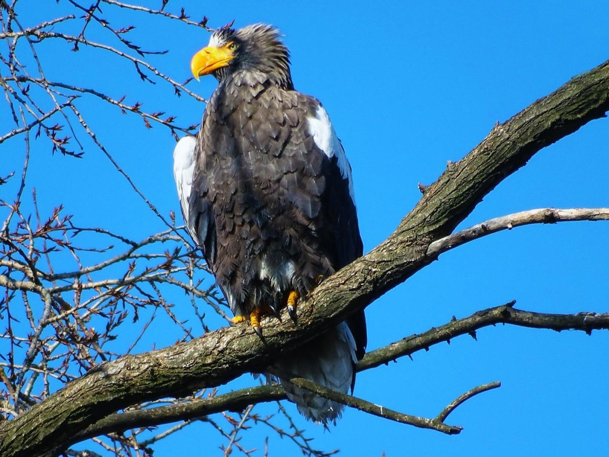 Белоплечий անգղի Татев